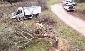 Boadilla del Monte |  El Ayuntamiento realiza cortas de prevención y mantenimiento de árboles y ramas en el monte