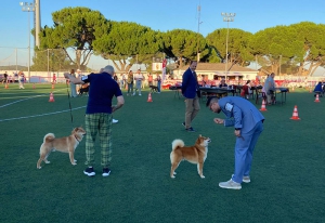 Cadalso de los Vidrios | Gran éxito de participación en la Exposición Nacional Canina “Madrid Winner” en Cadalso de los Vidrios