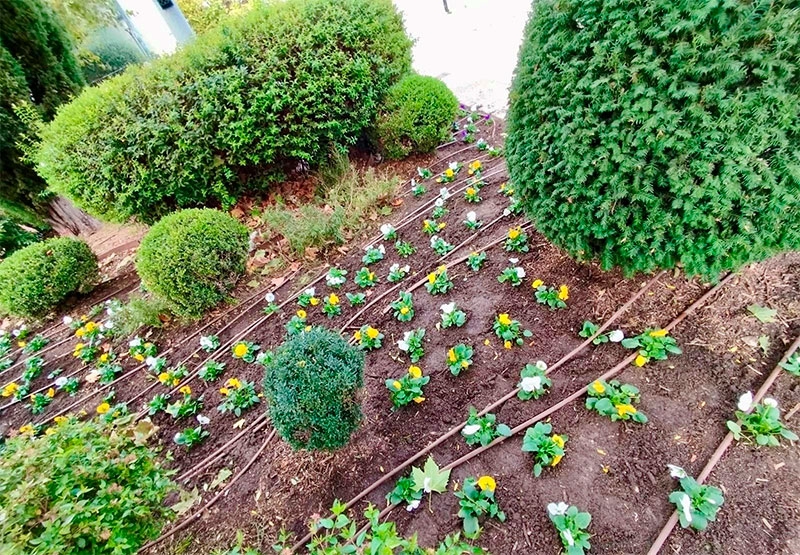 Galapagar | Tulipanes, narcisos y pensamientos para dar color al otoño en Galapagar