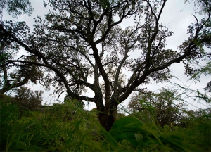 Las Rozas | Las Rozas recibe el Premio Árbol 2024 que concede el Foro de las Ciudades de IFEMA