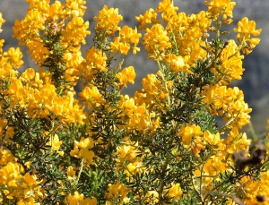 Los Molinos | Festival del Cambroño 2026