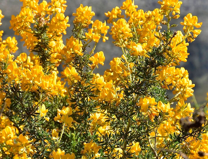 Los Molinos | Festival del Cambroño 2026