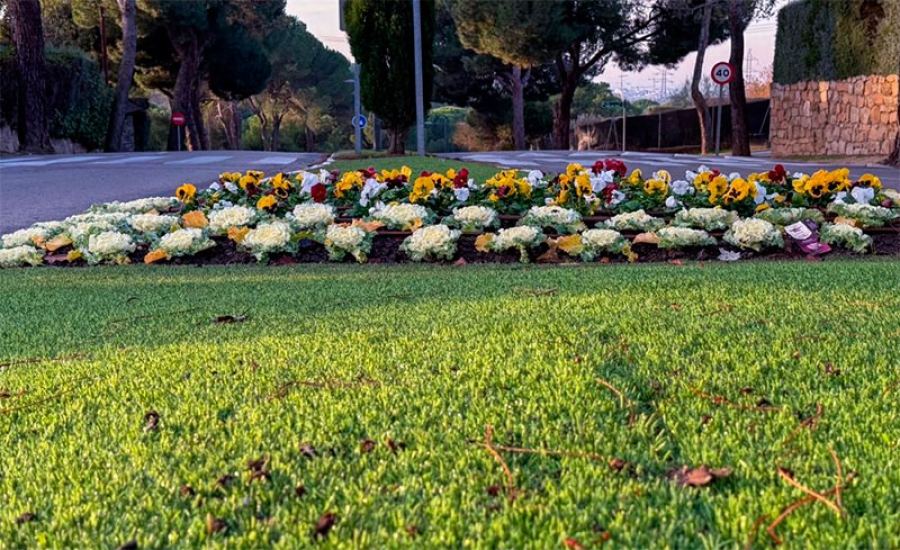 Boadilla del Monte | Boadilla inicia la campaña de flor de otoño con más de 23.000 plantas nuevas en espacios públicos