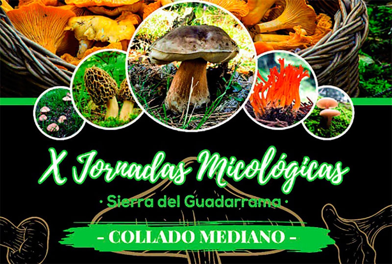 Collado Mediano | Jornadas Micológicas en Collado Mediano