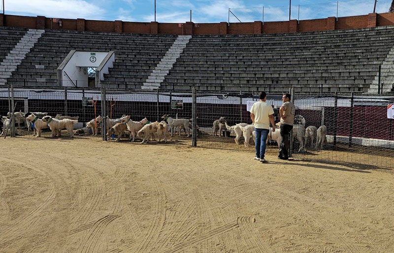 San Martín de Valdeiglesias | San Martín de Valdeiglesias celebró su I Feria de la Caza