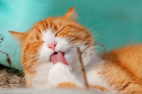 MUNDO ANIMAL | Colaboradores imprescindibles, Parte II