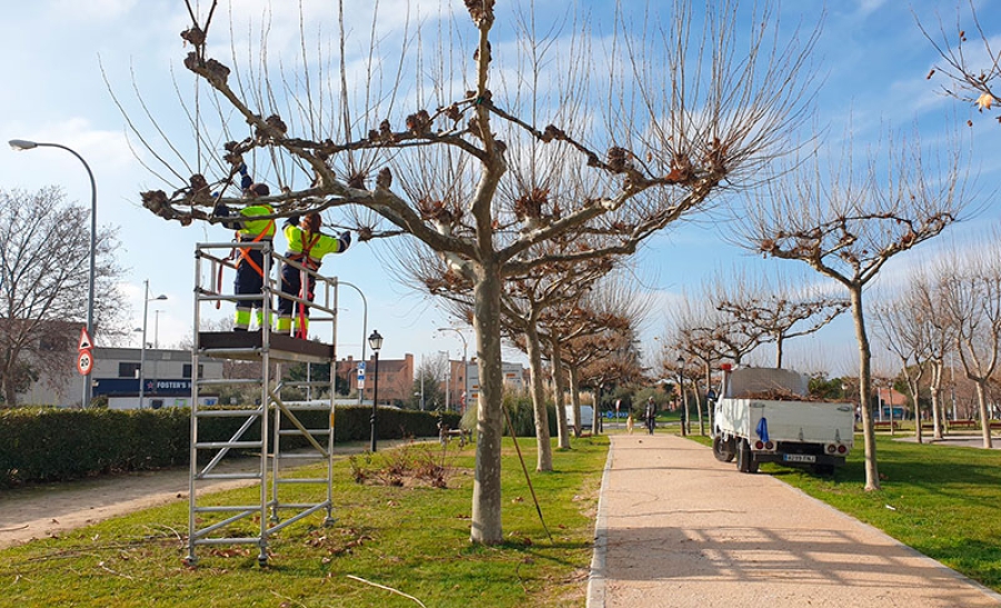 Villanueva de la Cañada | En marcha las labores de poda y mantenimiento del arbolado urbano