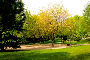 Pozuelo de Alarcón | Pozuelo de Alarcón, una de las ciudades del mundo con mejor arbolado urbano