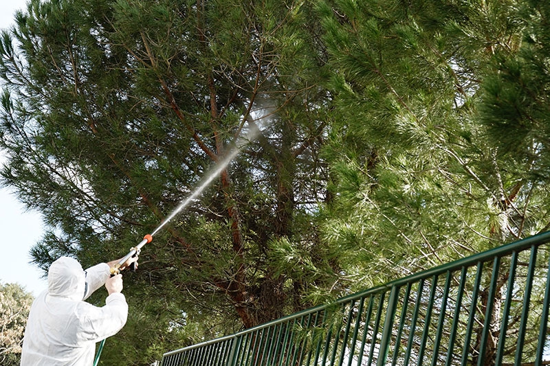 Alpedrete | El Ayuntamiento de Alpedrete inicia la campaña contra la oruga procesionaria