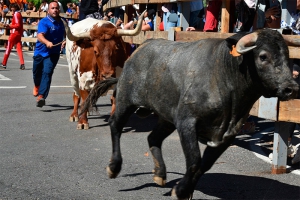 Navacerrada | Navacerrada se prepara para vivir sus Fiestas Patronales en honor a la Natividad de Nuestra Señora