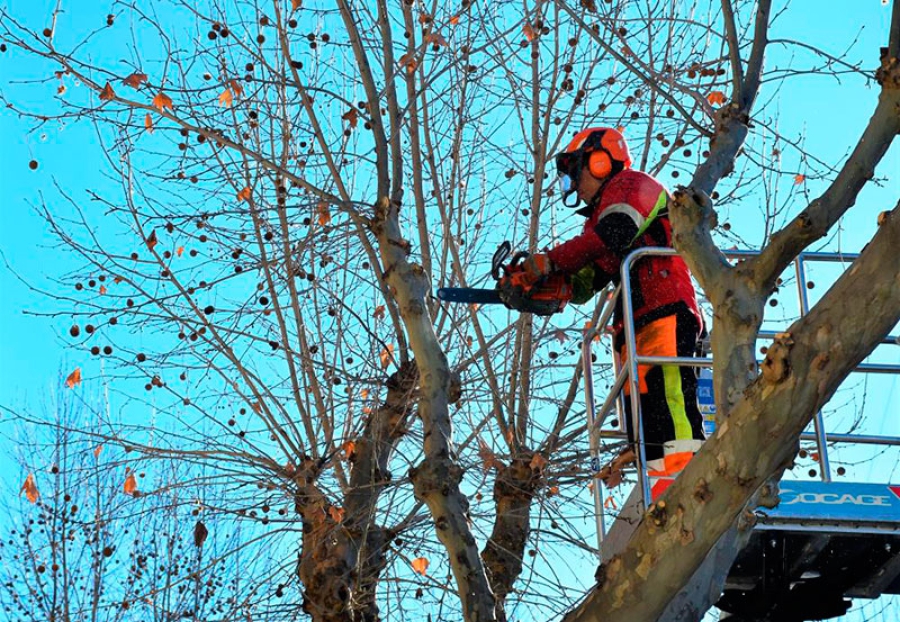 Villaviciosa de Odón | Finaliza la temporada de poda municipal con la actuación en 1149 árboles del municipio