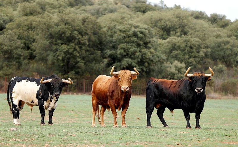 Robledo de Chavela | Robledo de Chavela apuesta fuerte por los toros