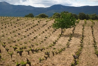 San Martín de Valdeiglesias | El Ayuntamiento convoca ayudas para la recuperación del viñedo