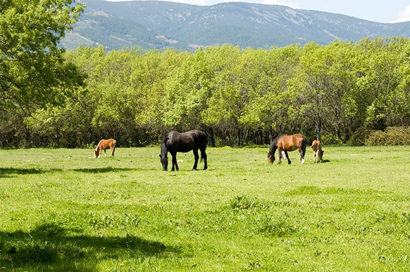 Guadarrama | Abierto el periodo de solicitud de aprovechamiento ganadero de los pastos de la Dehesa Comunal “De Abajo”