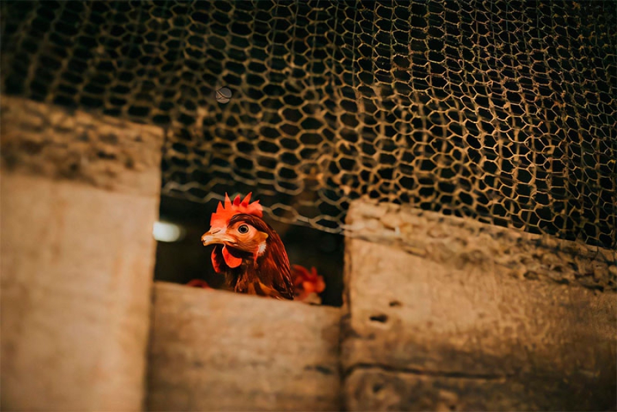 San Lorenzo de El Escorial | Se establece confinamiento para las aves de cría de todas las granjas de España desde hoy