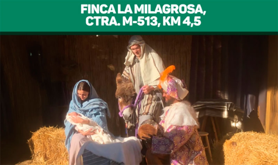 Boadilla del Monte |  Las ovejas regresan a La Milagrosa para acompañar al belén viviente el próximo domingo