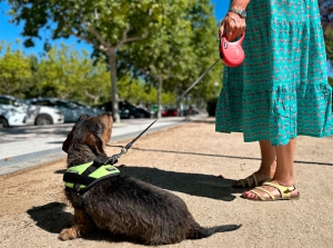 Majadahonda | El Ayuntamiento recuerda a los vecinos que deben pasear a sus perros con correa en Majadahonda