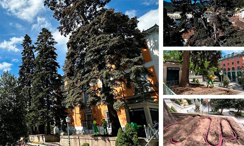 San Lorenzo de El Escorial | Uno de los dos pinsapos de Los Jardincillos recibe tratamiento contra los serios problemas de salud que padece