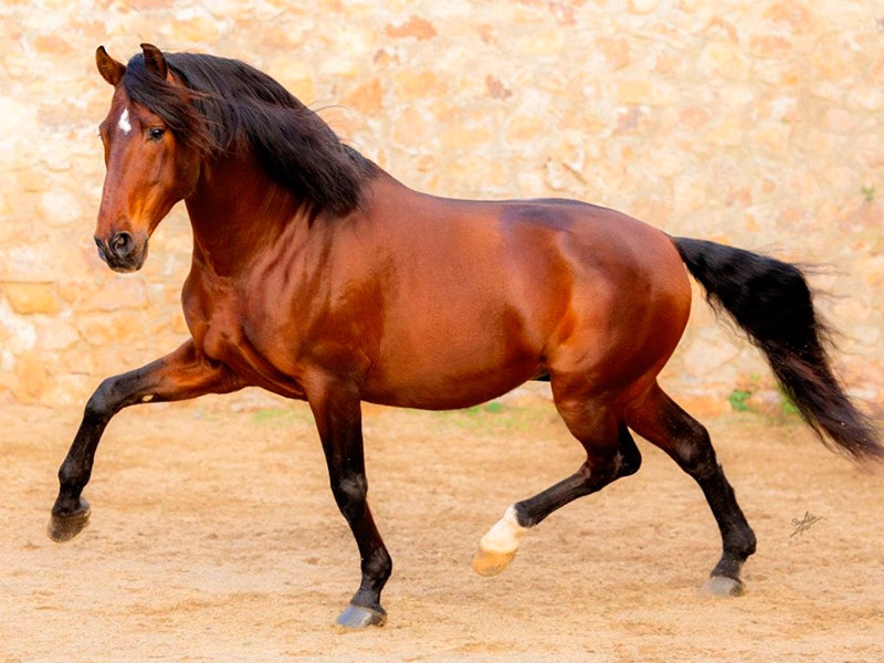 Villamanta | Llega EQUUS Villamanta 2026, la III edición del Concurso Morfológico del Caballo de la Comunidad de Madrid