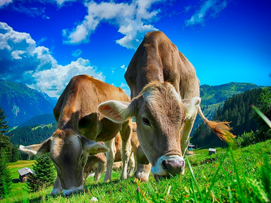 Los Molinos | Abierto el plazo para solicitar el aprovechamiento de pasto en Pradillo de la Cruz