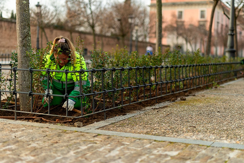 Boadilla del Monte | Plantación de casi 4.000 plantas de escalonia en los parterres situados frente al Palacio del Infante D. Luis