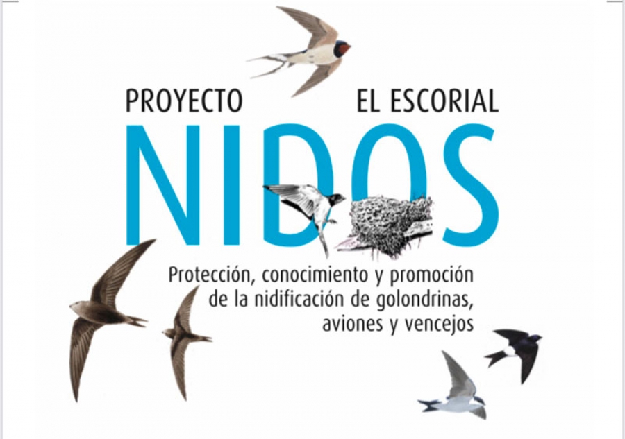 El Escorial | Proyecto “Nidos” para la protección de los nidos de golondrinas, aviones y vencejos
