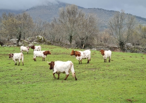 Los Molinos | El 8 de marzo finaliza el plazo para la licitación del aprovechamiento de pastos en “Pradillo de la Cruz”