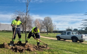 Villanueva de la Cañada | El Ayuntamiento planta un nuevo arbolado urbano