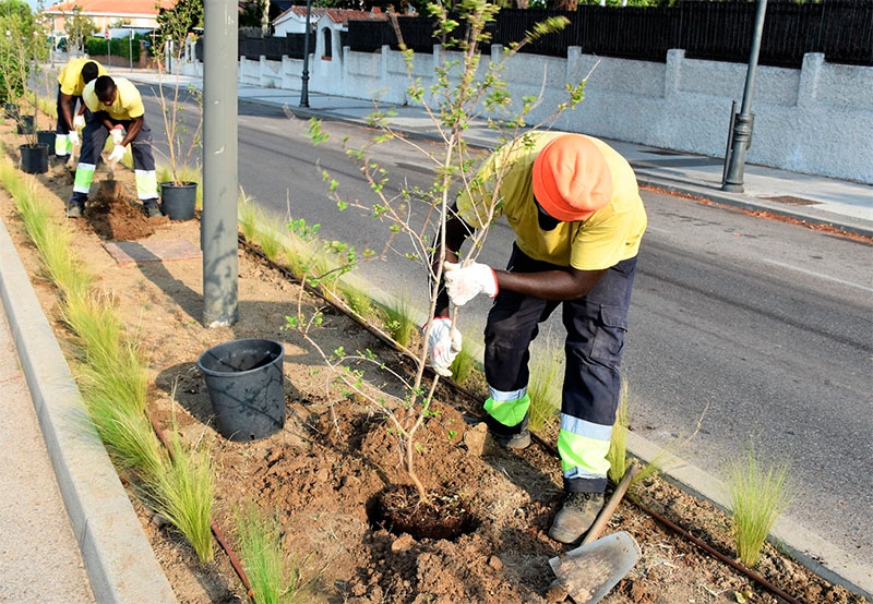 Villaviciosa de Odón | Finalizan los trabajos de plantación en uno de los parterres de la Avenida Príncipe de Asturias