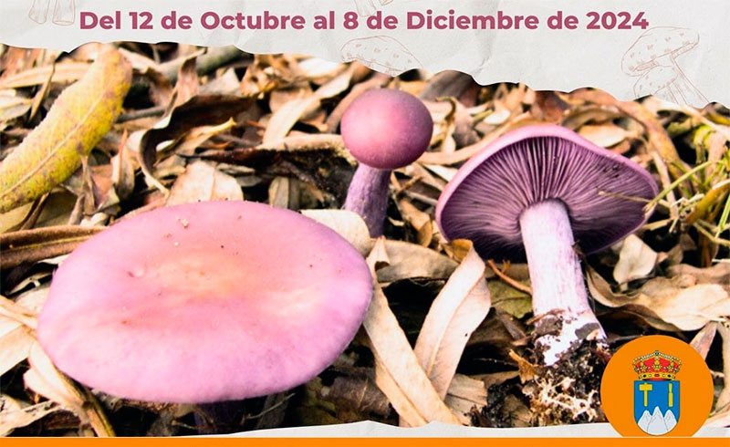 Becerril de la Sierra | El próximo 16 de noviembre tendrá lugar las XI Jornadas Micológicas de la Sierra de Guadarrama