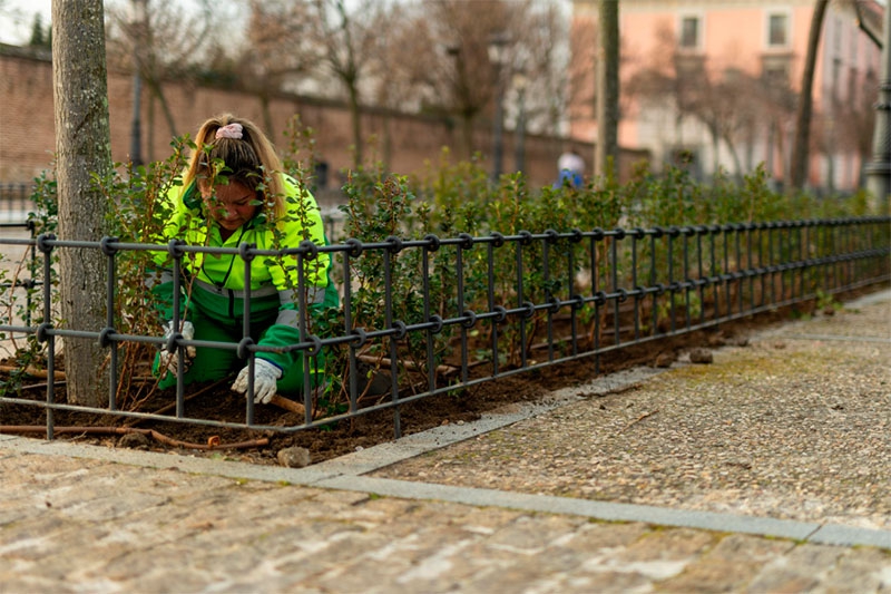 Boadilla del Monte | El Ayuntamiento planta casi 4000 plantas de escalonia en los parterres situados frente al Palacio