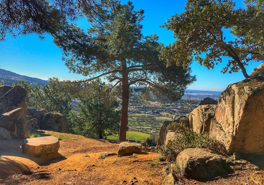 Collado Mediano | Cacerías de Jabalí