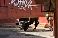 Quijorna | Quijorna recuperó sus encierros por segundo año consecutivo