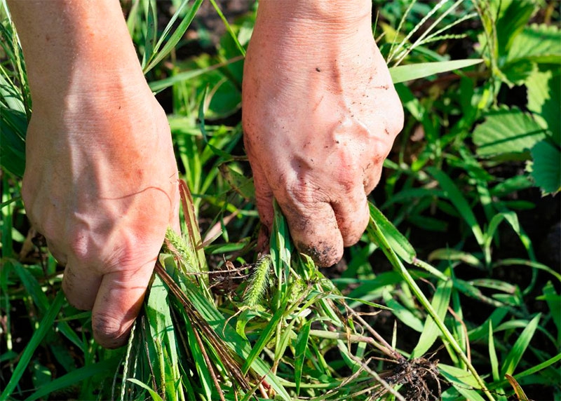 Majadahonda | Comienza la campaña de desbroces para prevenir incendios en Majadahonda