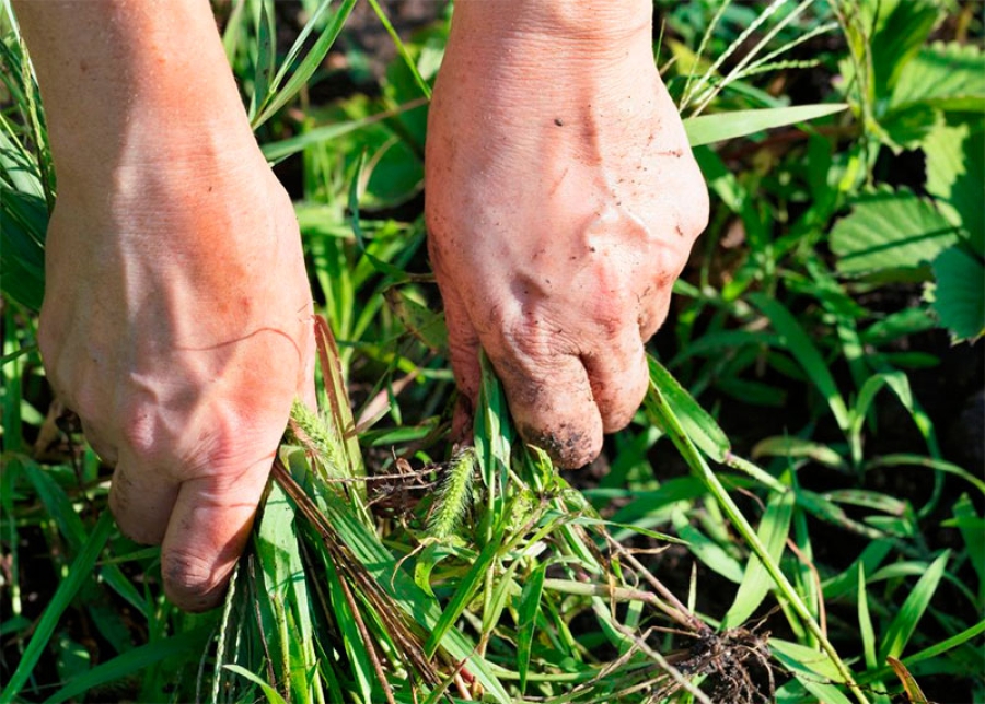 Majadahonda | Comienza la campaña de desbroces para prevenir incendios en Majadahonda
