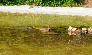 Villanueva de la Cañada | El parque de La Baltasara acoge una familia de patos
