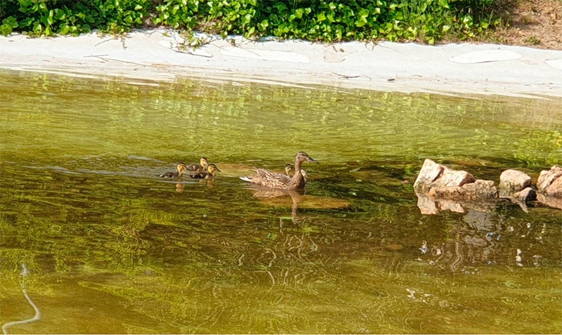 Villanueva de la Cañada | El parque de La Baltasara acoge una familia de patos