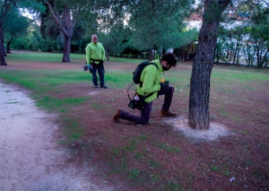 Boadilla del Monte | Nueva campaña de prevención contra la oruga procesionaria y la paysandisia