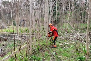 Villaviciosa de Odón | Trabajos de desbroce, destoconado y tala de brotes de especies invasoras en los jardines del Palacio de Godoy