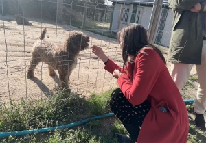 Majadahonda | Majadahonda invierte en la mejora de las prestaciones, instalaciones y acogida del Centro Integral Canino