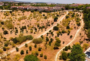 Las Rozas | Las Rozas se convierte es el municipio de España con más proyectos de repoblación arbórea registrados