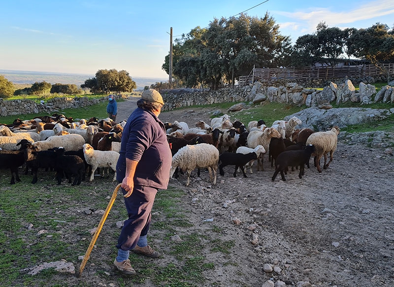 ADI SIERRA OESTE | Estrategia de Desarrollo Local para la Sierra Oeste 2023-2027