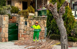 Galapagar | Medidas urgentes de poda de arbolado por motivos de seguridad