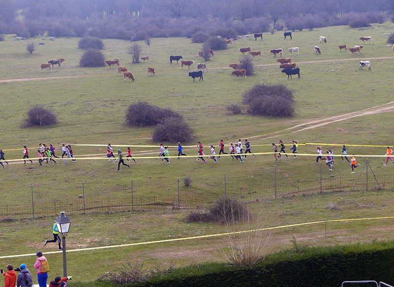 Guadarrama | Más de mil escolares participan en la final de campo a través de la agrupación deportiva de la sierra, ADS, en Guadarrama