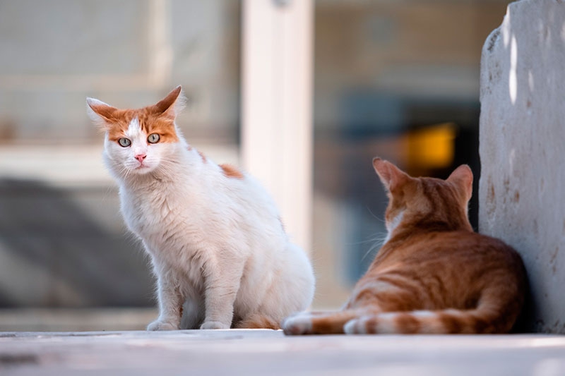 El Álamo | Control de colonias de gatos callejeros