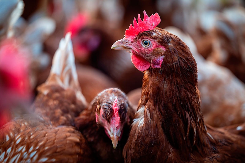 El Escorial | El Escorial es incluido en las zonas con medidas especiales de prevención frente a la gripe aviar