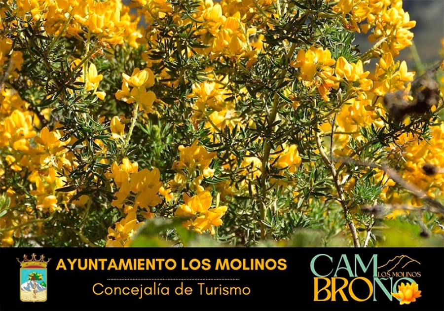 Los Molinos | Comienza la V Edición del Festival del Cambroño en Los Molinos