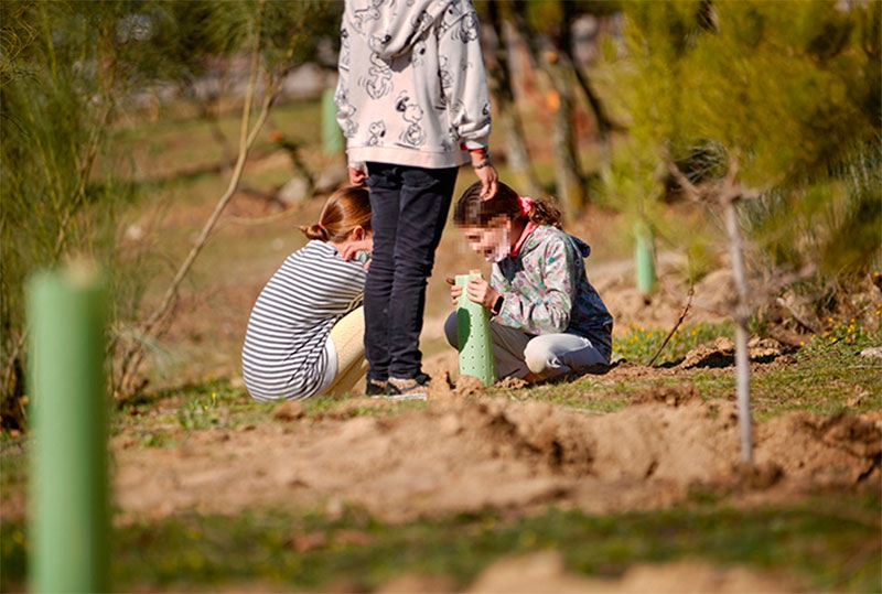 Las Rozas | Los colegios plantarán junto al Ayuntamiento más de 2.000 árboles hasta abril