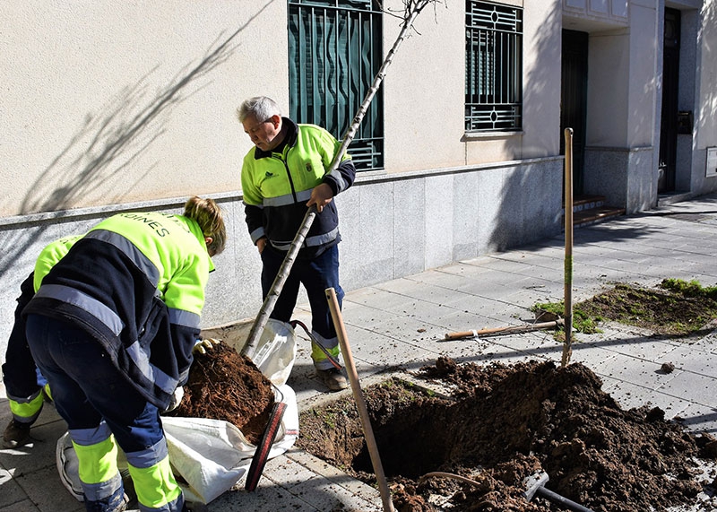 Villaviciosa de Odón | Comienza la plantación de más de doscientos árboles en los alcorques vacíos del municipio