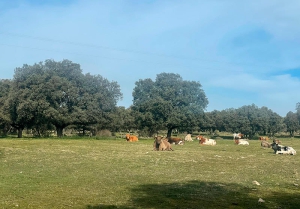 Valdemorillo | Abierto plazo para la presentación de ofertas para la adjudicación de pastos